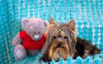 Yorkie Roses Pampered Pets